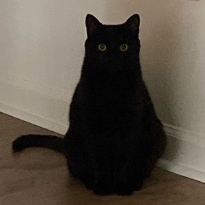 Meet your Posher, Trinity